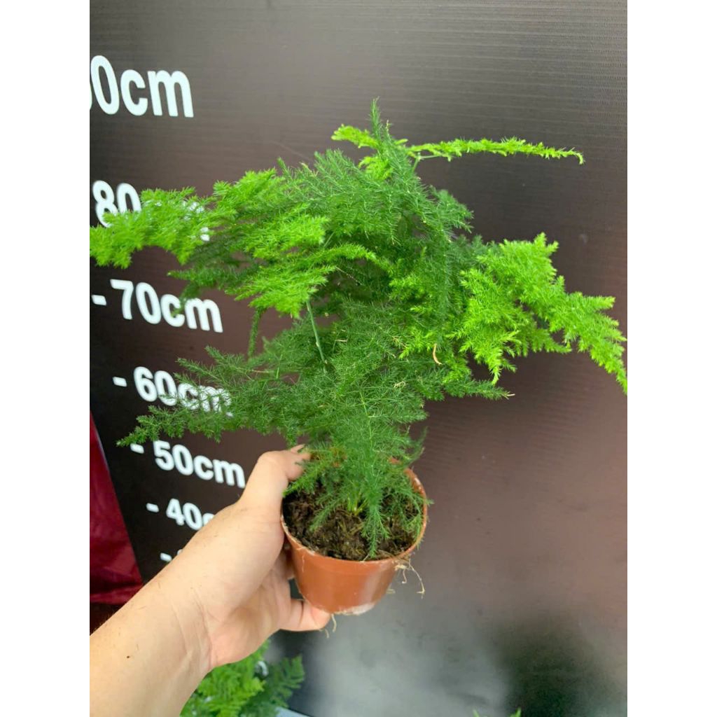 Chậu cây Kim Thủy Tùng bonsai mini để bàn