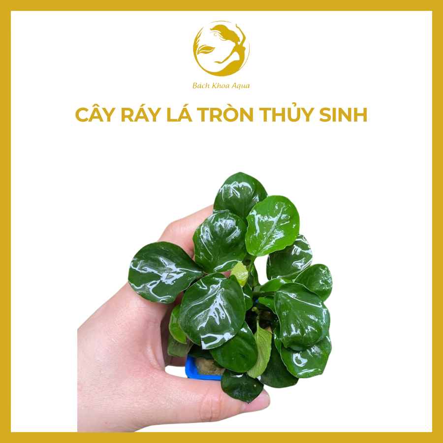 Cây Ráy lá tròn thủy sinh