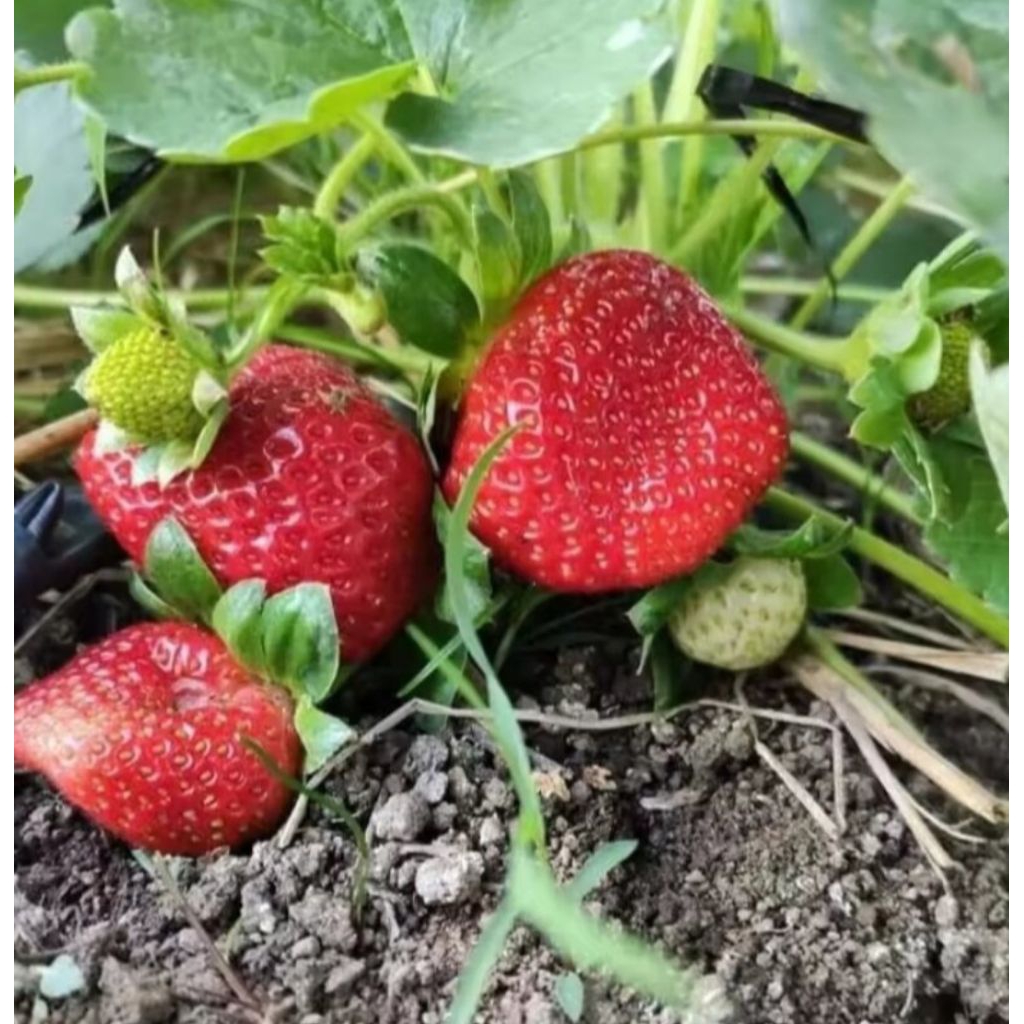 Combo 10 cây  mô vỉ dâu ÚC 🍓( loại giống rất chuộng, trái to, ít bệnh.