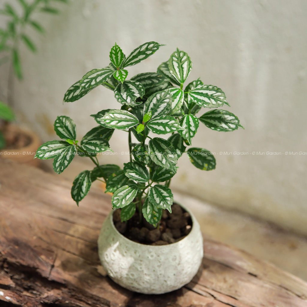 Gấm Lá Bạc |  Pilea Cadierei (hỏa tốc)