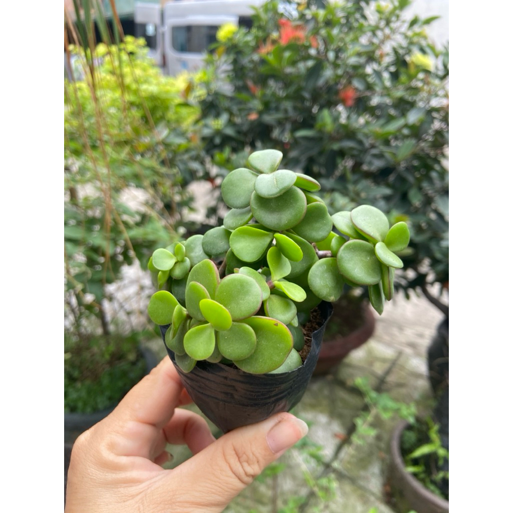 Sen đá số 2 (dola xanh)