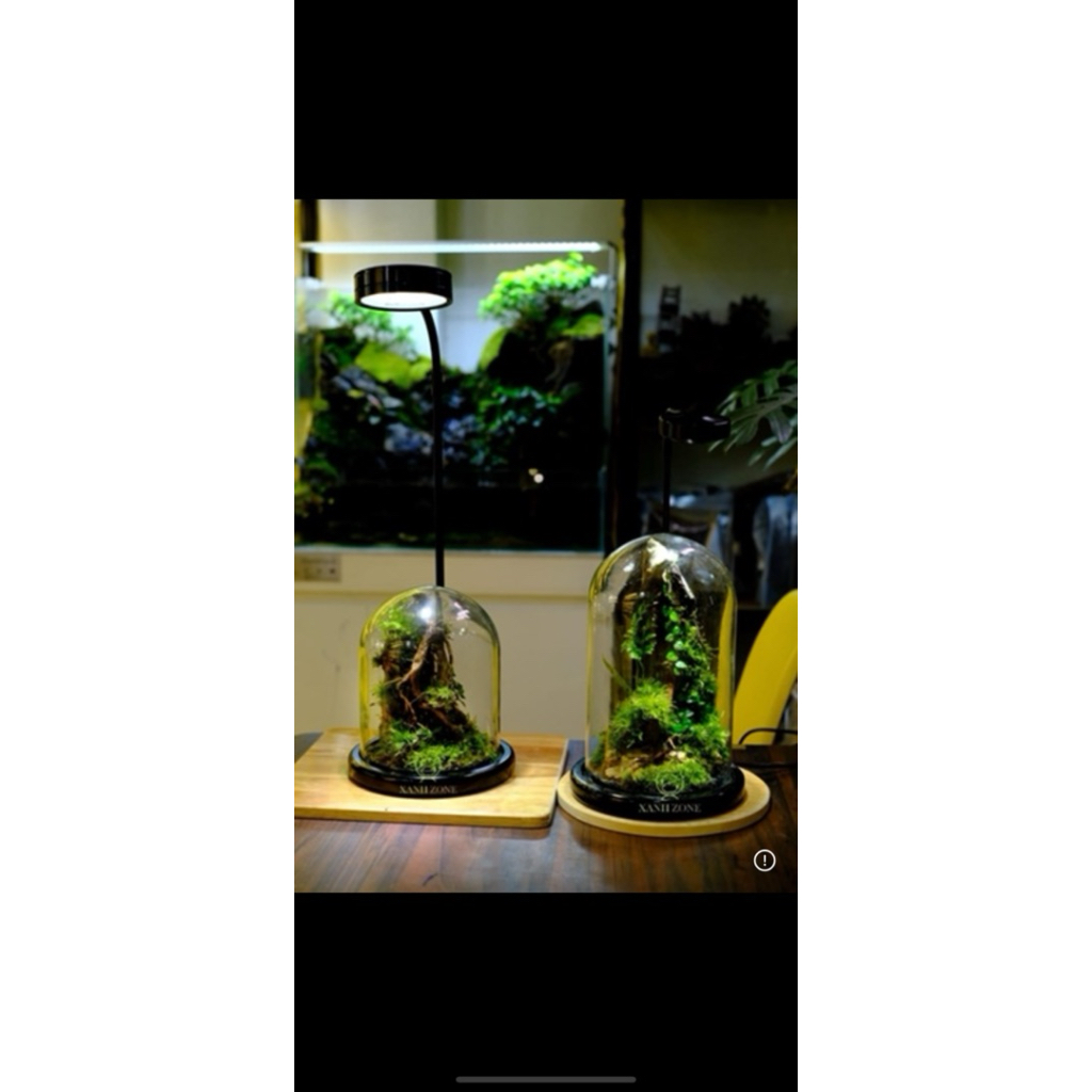 Đế chụp thủy tinh, đế chup gỗ set terarium, tiểu cảnh hoa khô