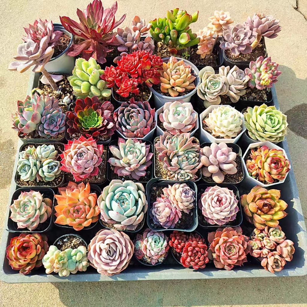 [CHỌN MẪU] Sen đá size vỉ mini 2-4 các loại, xuất xứ Đà Lạt, đã thuần khí hậu