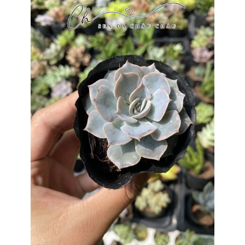 Sen Đá Hồng Phấn 5cm