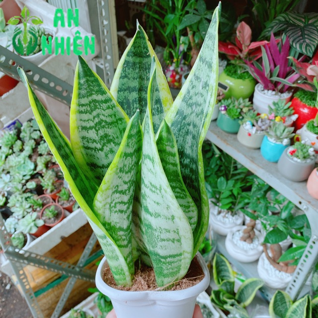 Lưỡi Hổ Cao 35cm
