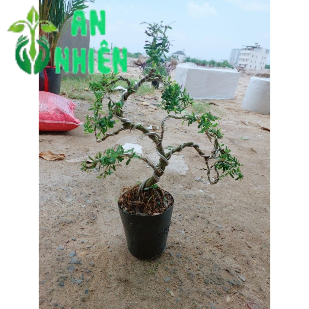 Cây Linh Sam Bonsai