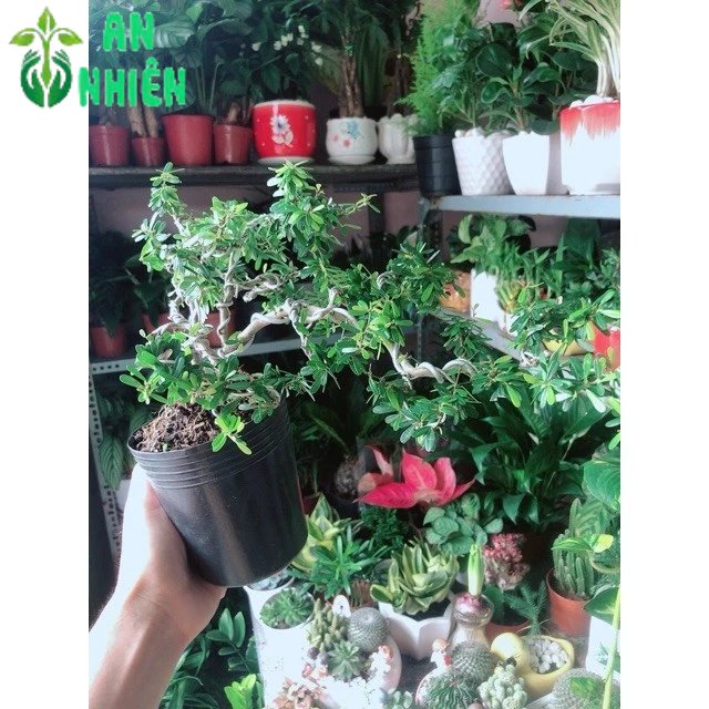 Cây Linh Sam Bonsai