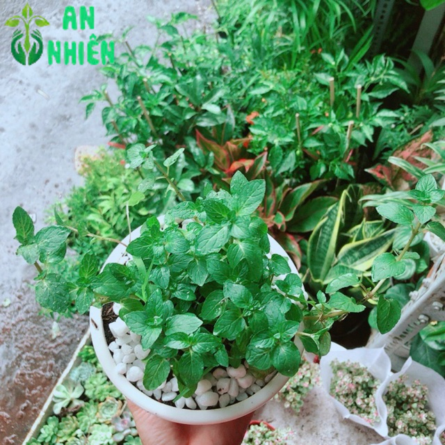 Chậu Cây Bạc Hà