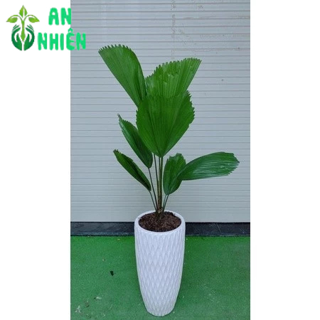 Chậu Cây Cọ Nhật