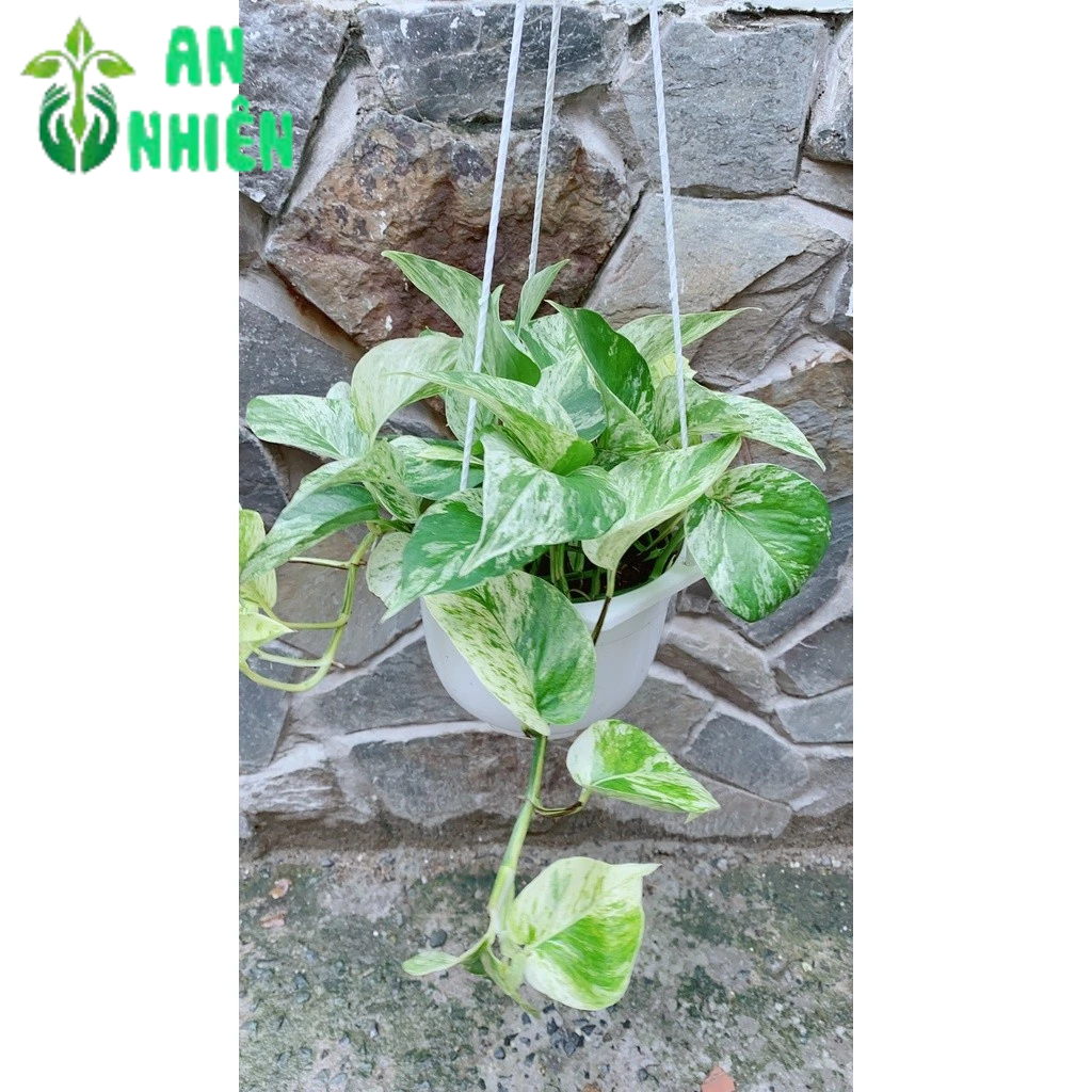 Chậu Trầu Bà Sữa