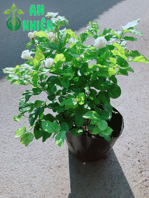 Bụi Hoa Nhài