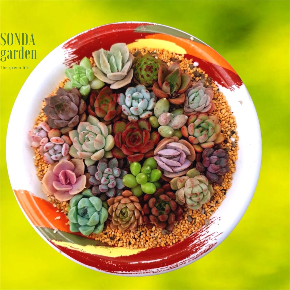 Mầm sen đá 40 lá mầm các loại SONDA GARDEN siêu dễ ươm, cây cảnh trang trí nhà cửa, lỗi 1 đổi 1