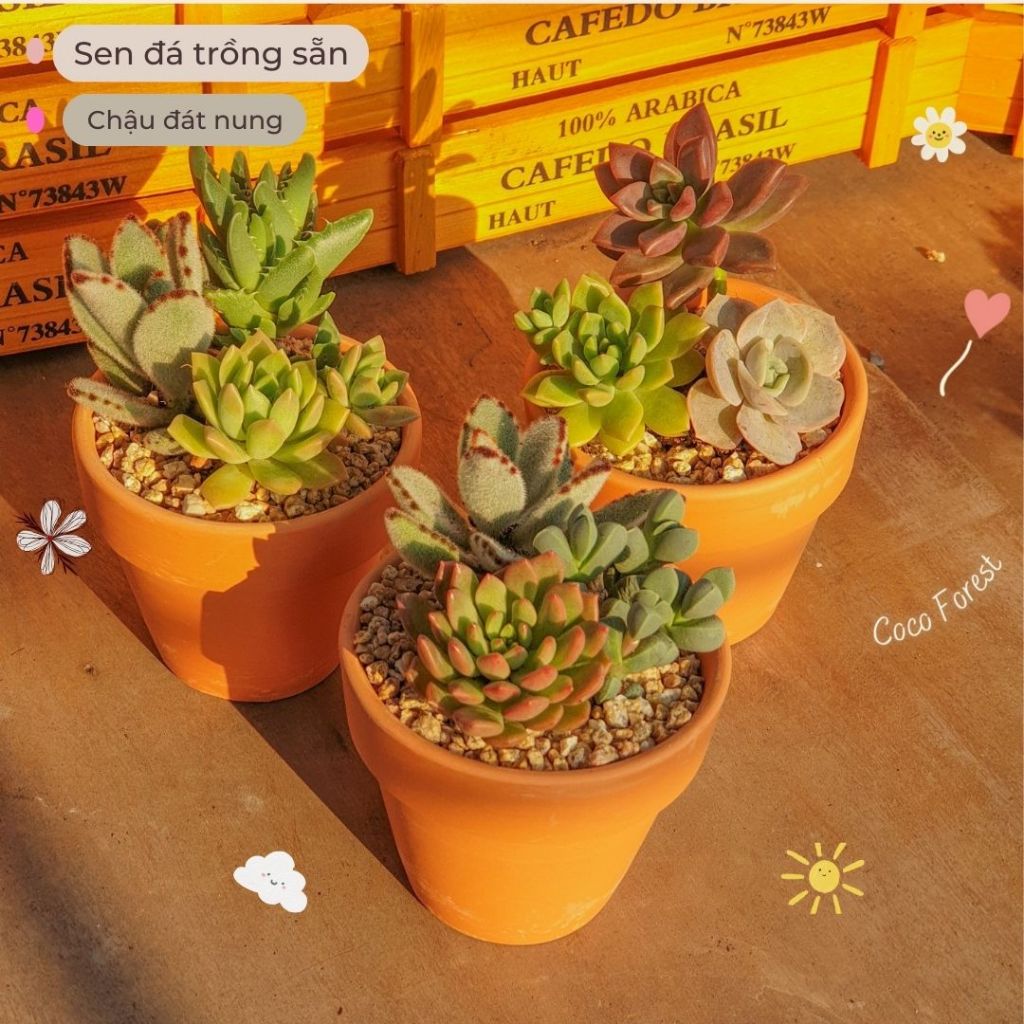 Sen đá mix trồng sẵn kèm chậu xinh xắn 🔥COCO FOREST🔥 dễ trồng, đã thuần khí hậu thích hợp làm quà tặng
