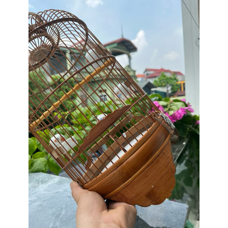 Lồng khuyên, hút mật, ốc mít.. các loài chim nhỏ size 22( MIỄN PHÍ SHIP)