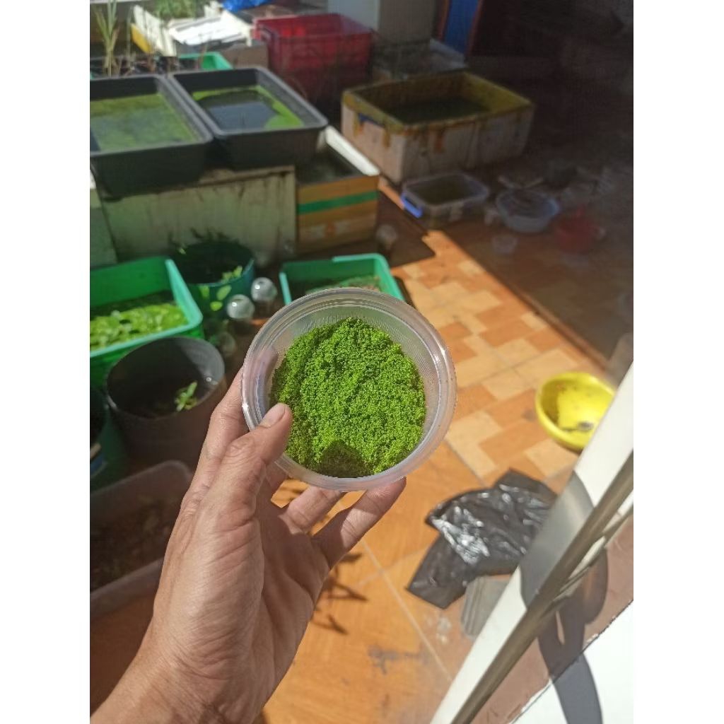 80g Wolffia Globosa mới vớt tươi mới 🌿☘️ Bèo Phấn