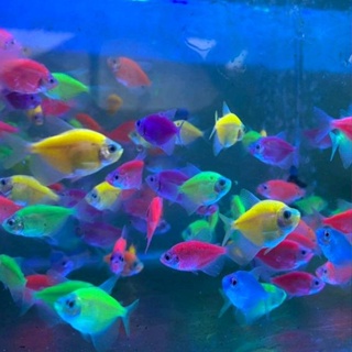 Image of TERLARIS!! Tetra glowfish warna lengkap isi 10 pcs replika hiasan akuarium