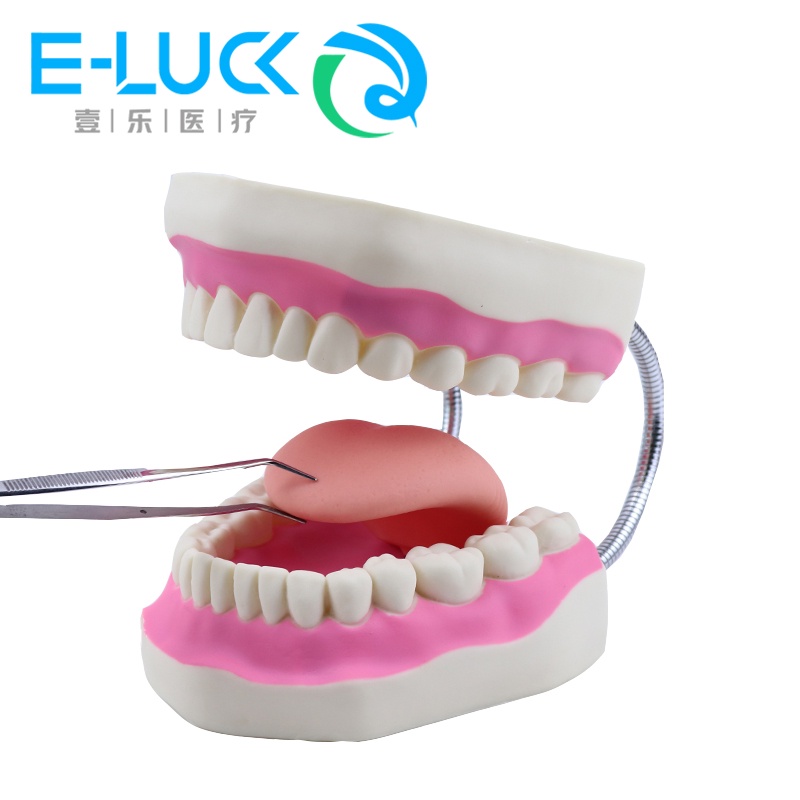 Mô Hình Răng To 6 Lần Dùng Trang Trí Chất Lượng Cao