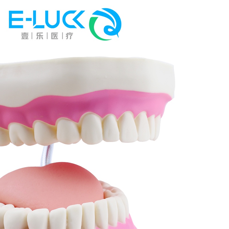 Mô Hình Răng To 6 Lần Dùng Trang Trí Chất Lượng Cao