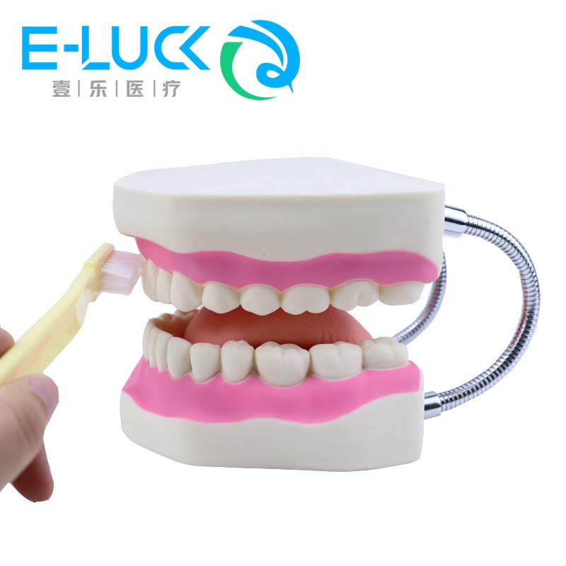 Mô Hình Răng To 6 Lần Dùng Trang Trí Chất Lượng Cao