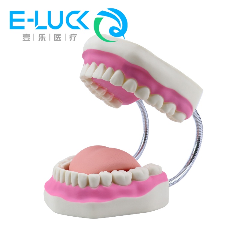 Mô Hình Răng To 6 Lần Dùng Trang Trí Chất Lượng Cao