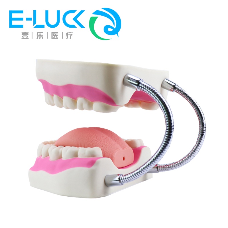 Mô Hình Răng To 6 Lần Dùng Trang Trí Chất Lượng Cao