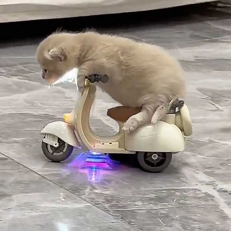 [Đồ Chơi Xe Hơi Điện Xoay Phong Cách tik tok mini Cho Mèo / Chuột hamster / Xe Máy Điện