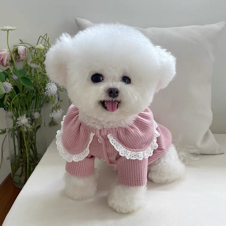Áo Khoác Cardigan Dệt Kim Giữ Ấm Mùa Thu Đông Phong Cách Mới Cho Thú Cưng [Áo Khoác Teddy Bichon] Te