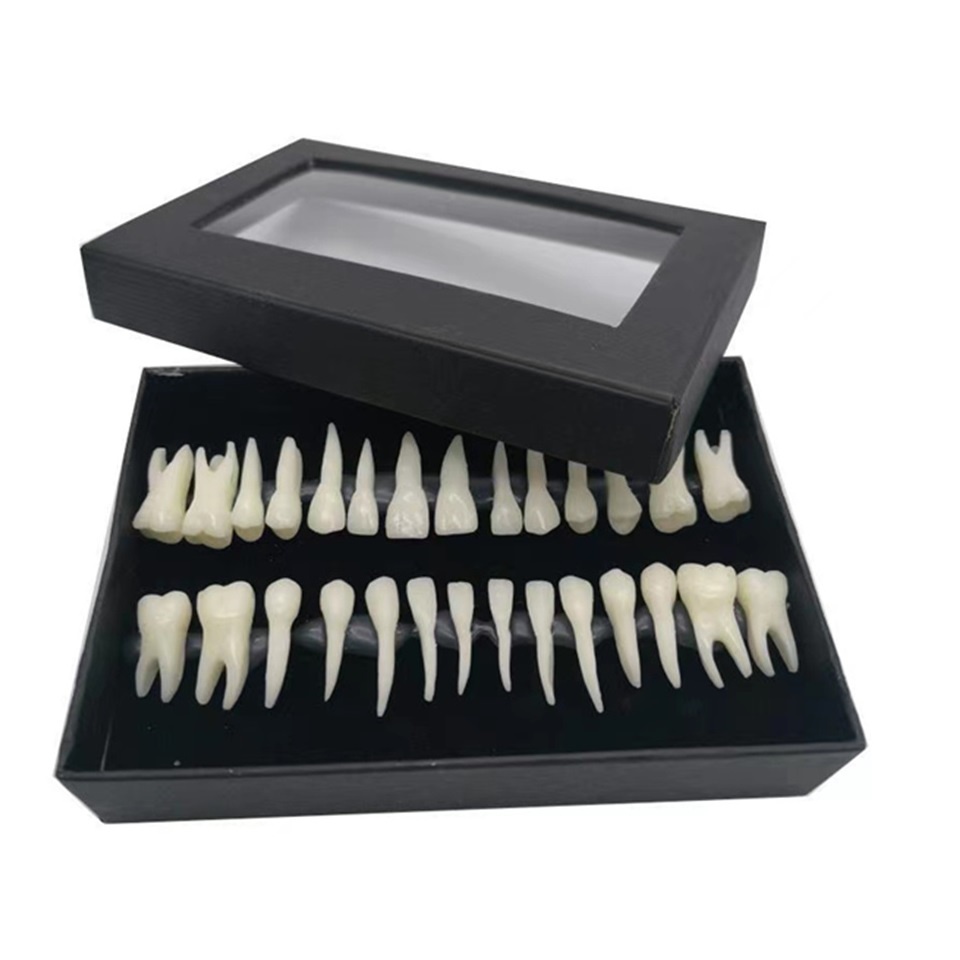 Bộ 28 Mô Hình Răng Giả Đầy Đủ Răng Bằng Nhựa Resin Kèm Răng Dùng Trong Giảng Dạy