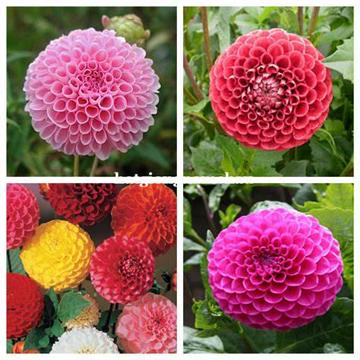 Shop HẠT GIỐNG _ Quỳnh Nga