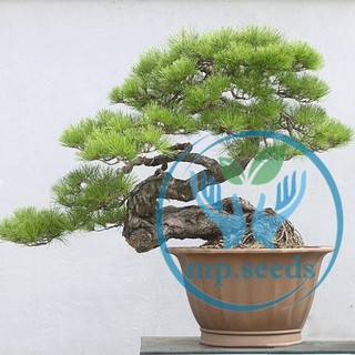 Hạt giống Thông đen nhật bản 5 hạt