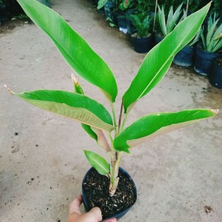 Cây Chuối Tràng Pháo (Chuối Mỏ Phượng)