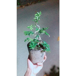 Kim Quýt Bonsai