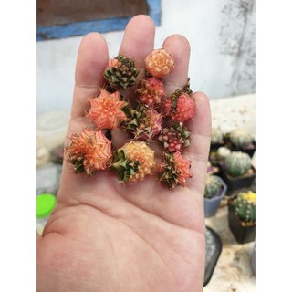 Combo 10 cây xương rồng Gym lem gieo hạt size 0.8-1cm