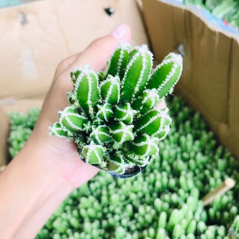 Xương Rồng Thanh Sơn Bụi To, Chưa kèm Chậu