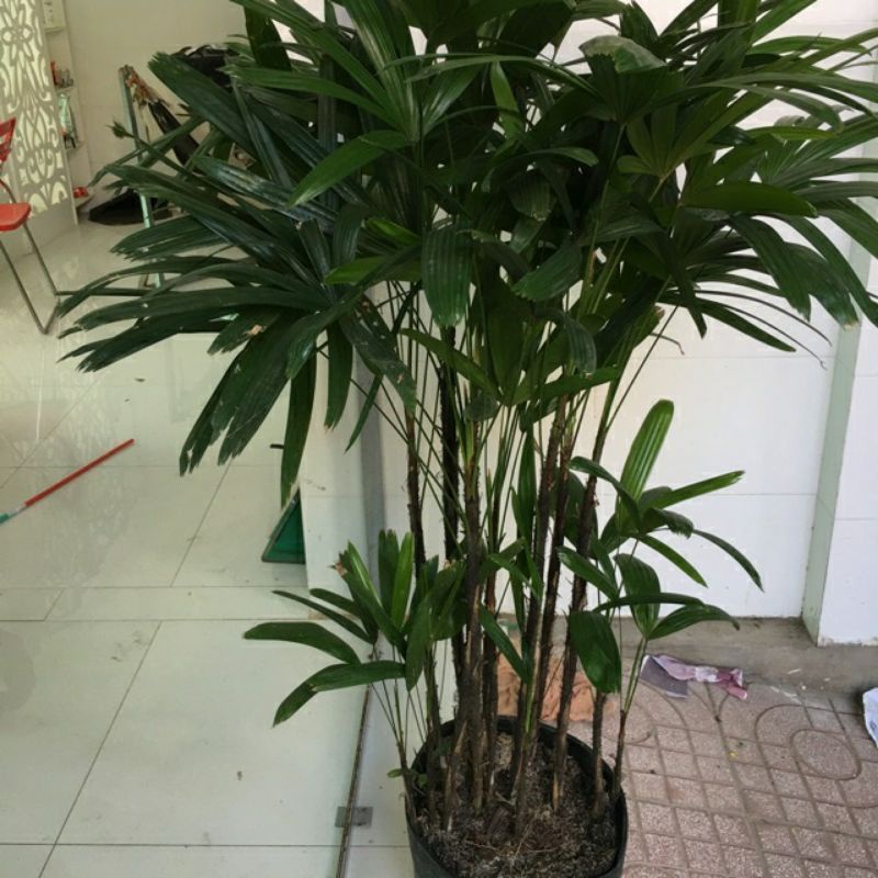 Cây Trúc Mây ( loại lớn )