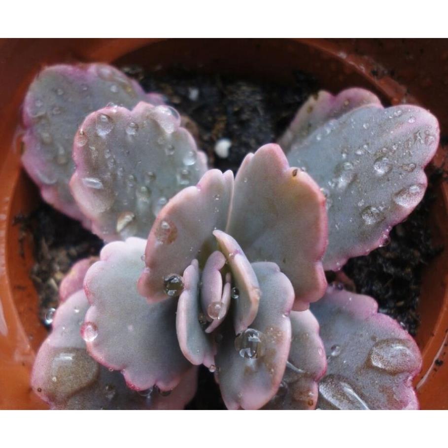 100 hạt giống hoa sen đá kim cương