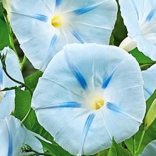 Hạt giống hoa muống biển xanh ngọc 50 hạt