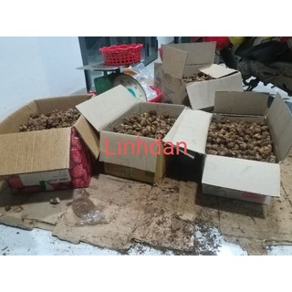 Củ xá kén / xá kiếng tươi 1kg 85k