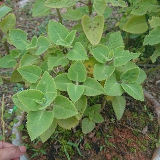 Cây Húng Chanh
