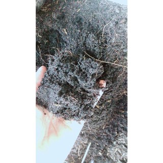 Đất Trồng Cây Cảnh,Trồng Rau Củ