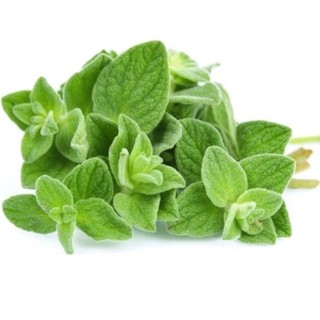 Fresh Oregano -Lá kinh giới tươi 100g