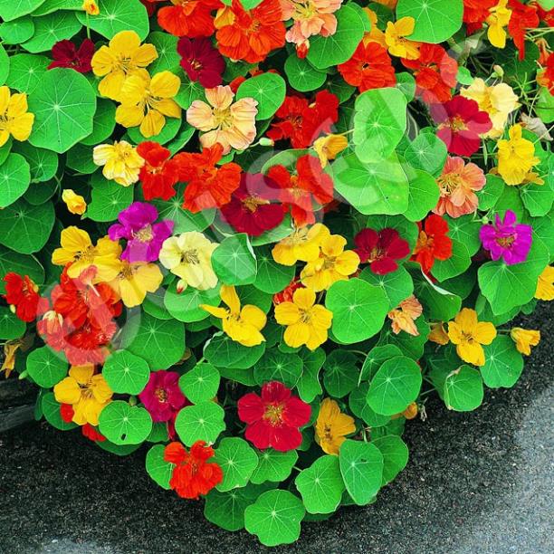hạt giống hoa sen cạn trộn mầu 50 hạt
