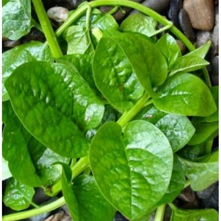100 hạt giống rau mồng tơi