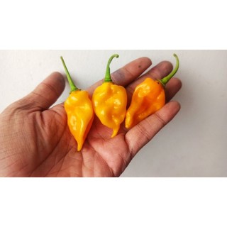 Hạt ớt Fatalii yellow