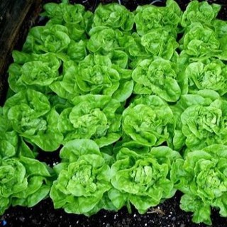 500 Hạt Giống Xà Lách Mỡ – Lá Mềm, Giòn Ngọt, Dễ Trồng, Tỷ Lệ Nảy Mầm Cao Hàng CTY