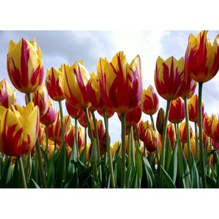 100 hạt giống hoa tulip hà lan