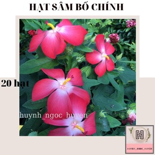 20 hạt sâm bố chính