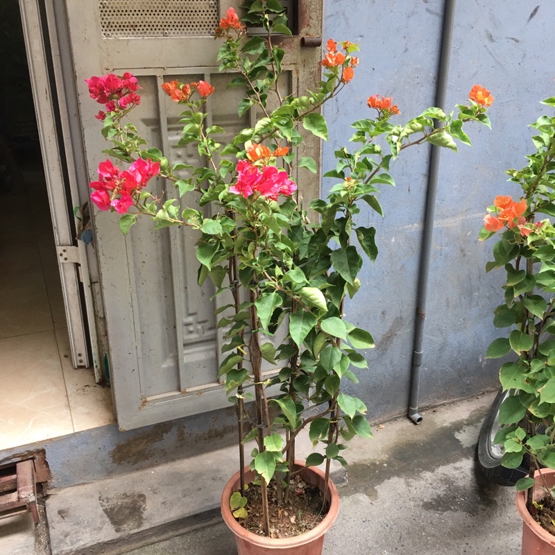 Cây hoa giấy ngũ sắc