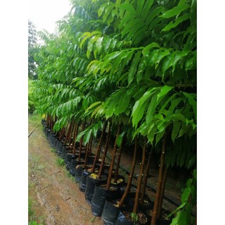 500 gram hạt sấu giống