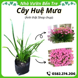 Cây hoa tóc tiên, cây huệ mưa, cây phong huệ hình thật shop chụp